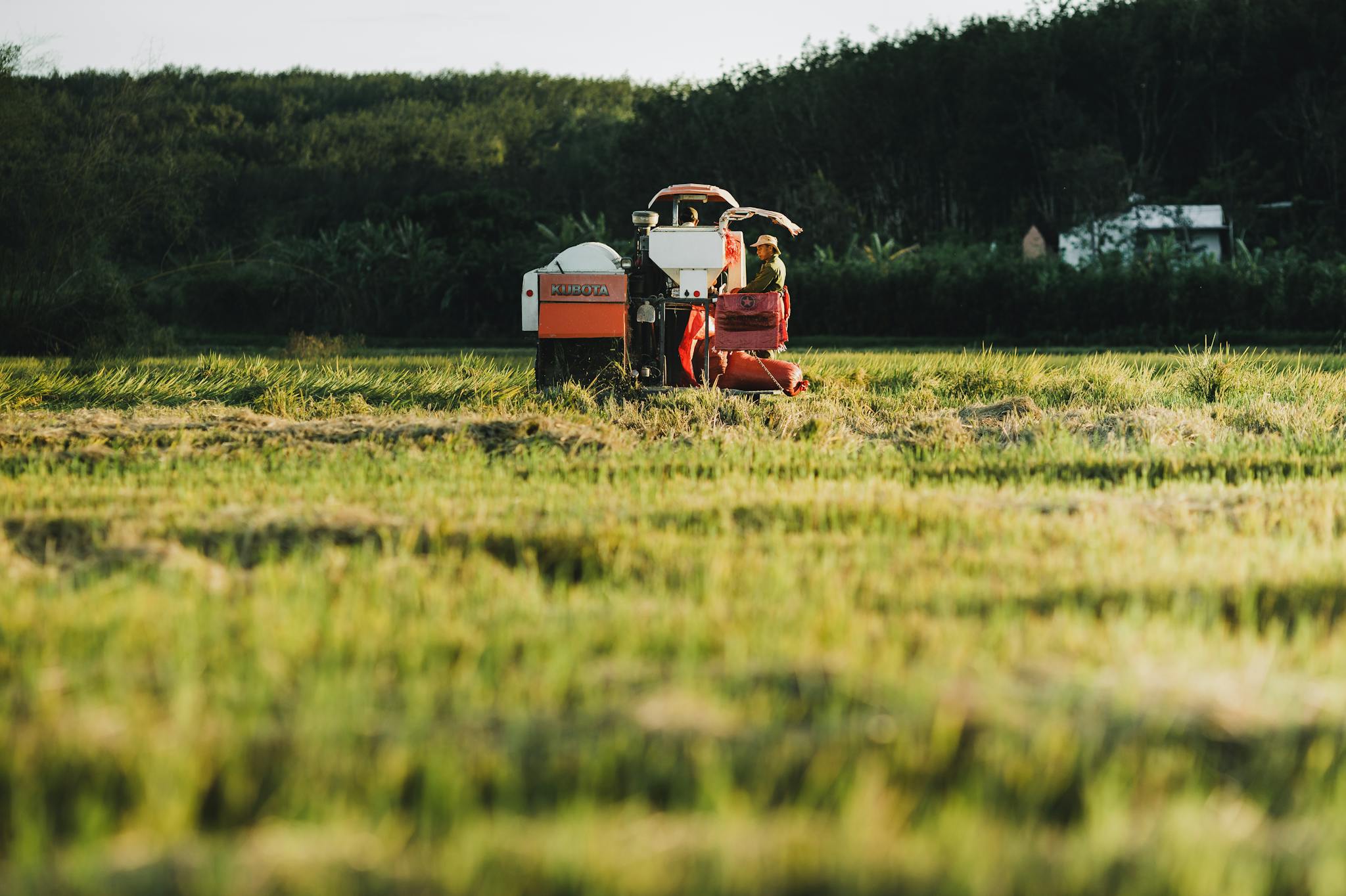A farmer operates a tractor harvesting rice in a lush field in Kon Tum, Vietnam.