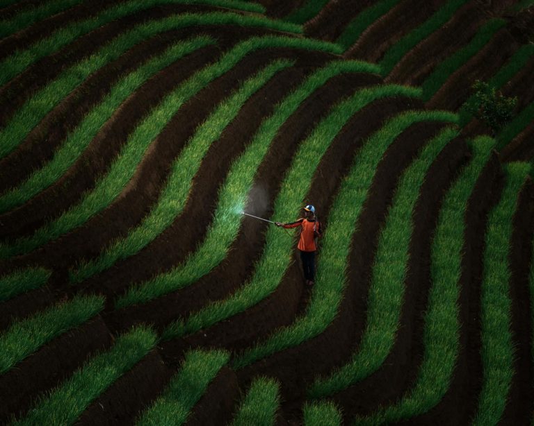 A farmer sprays plants on a lush, green terraced field captured from above.