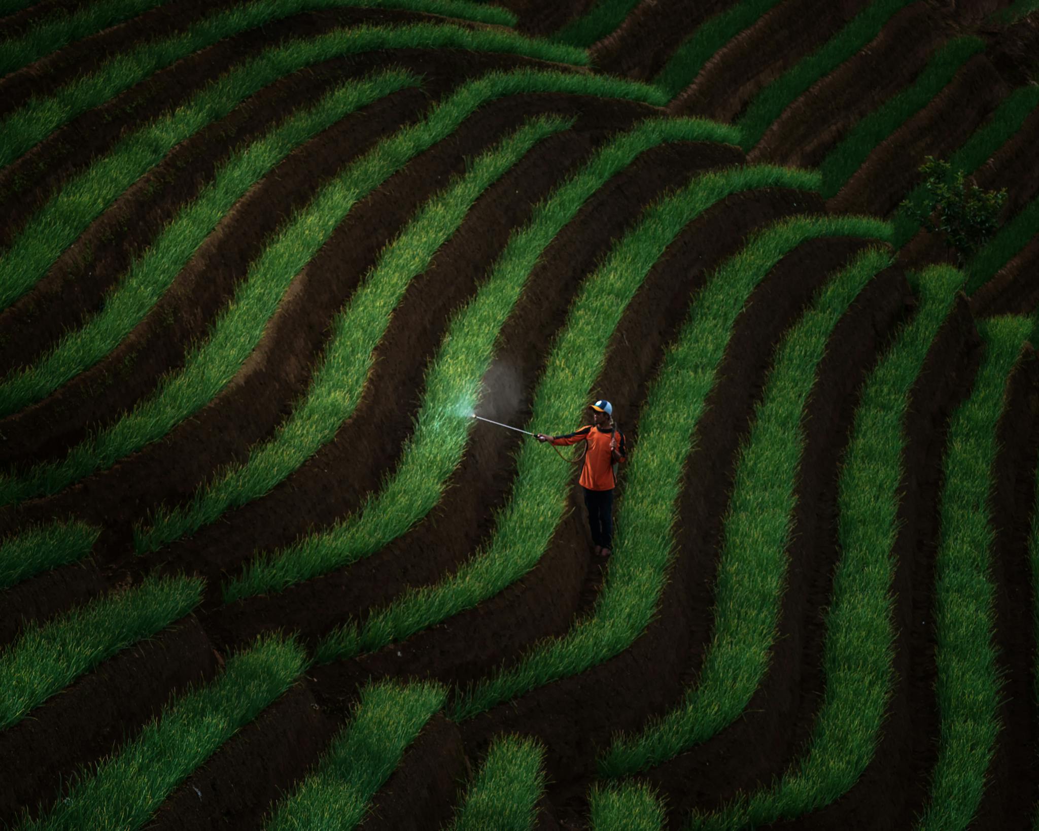A farmer sprays plants on a lush, green terraced field captured from above.