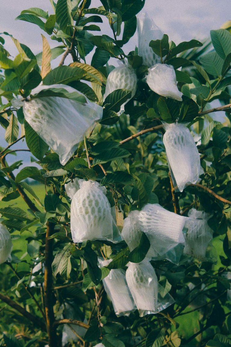 Guava tree with protective mesh bags in Cần Thơ, Vietnam. Agricultural techniques in tropical regions.