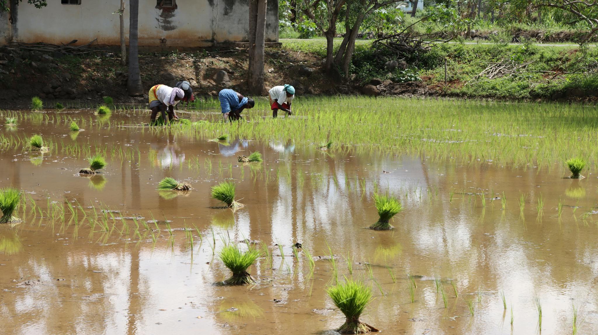 Rural farmers bending over in lush green paddy field under the sun, planting rice seedlings.
