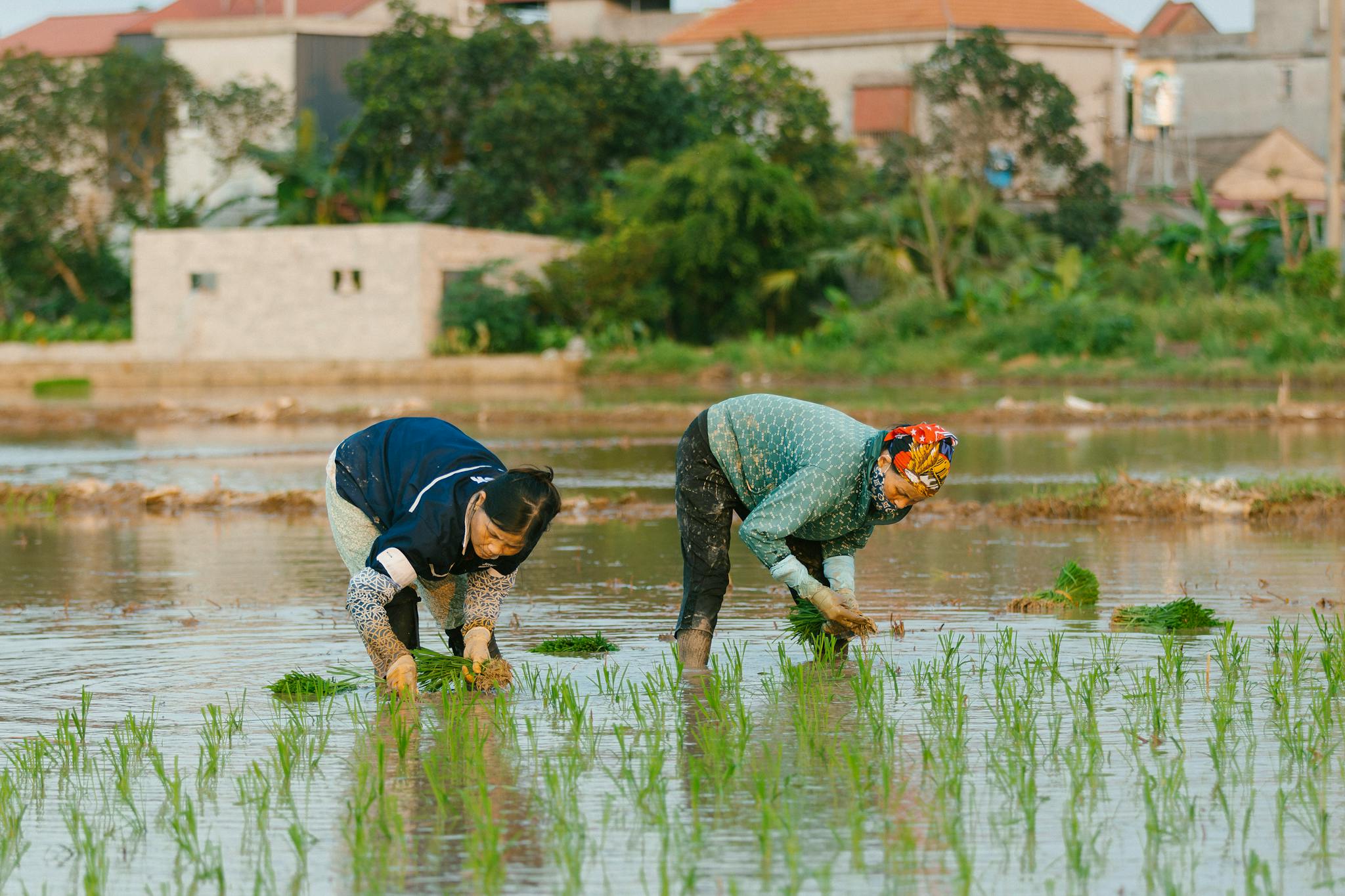 Two farmers planting rice seedlings in a flooded field, surrounded by lush greenery.